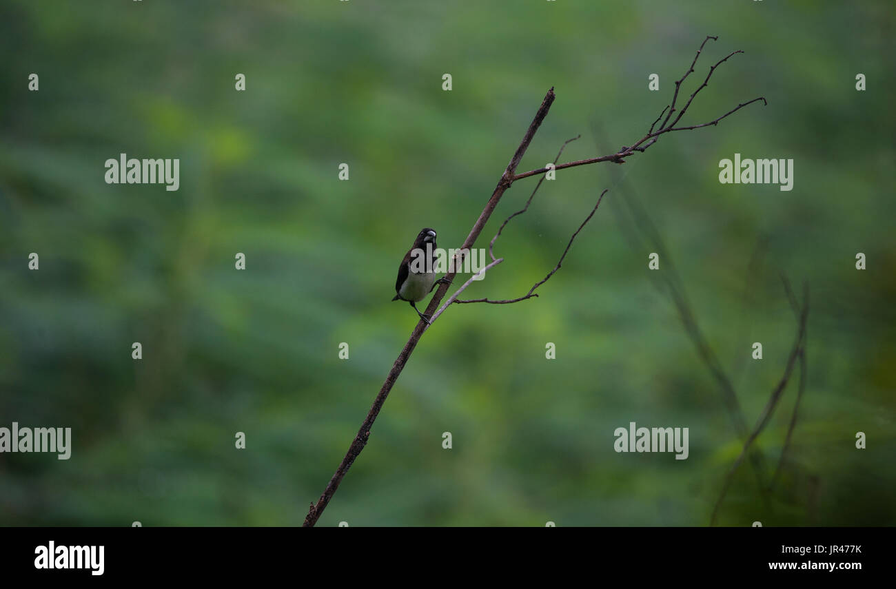 Bianco-rumped munia uccello appollaiato su un ramo di albero Foto Stock