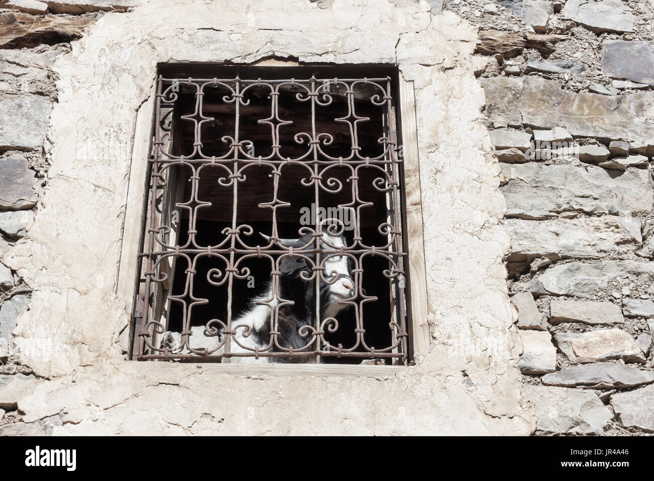 Capra guardando fuori della finestra dietro una finestra marocchino griglia. Concetto di "camera con vista". Foto Stock