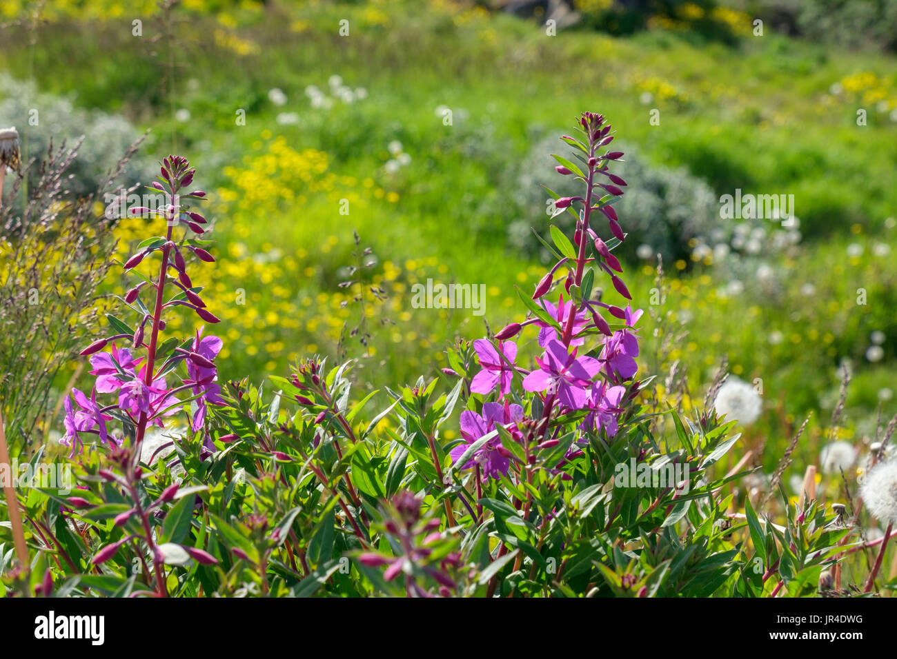 Fireweed o Rosebay Willowherb (Chamerion angustifolium) o (Epilobium angustifolium) fiori crescono su un terreno erboso aperto. Narsaq Groenlandia meridionale Foto Stock
