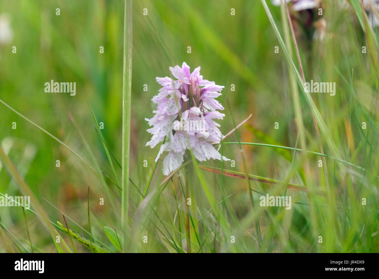 Orchidea macchiata (Dactylorhiza maculata) crescente selvatici in acida umida prateria di habitat in Islanda Foto Stock