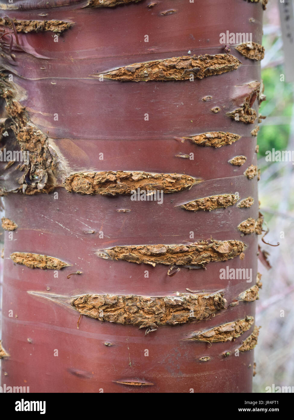 Close up della corteccia di Prunus serrula ciliegio tibetano Foto Stock