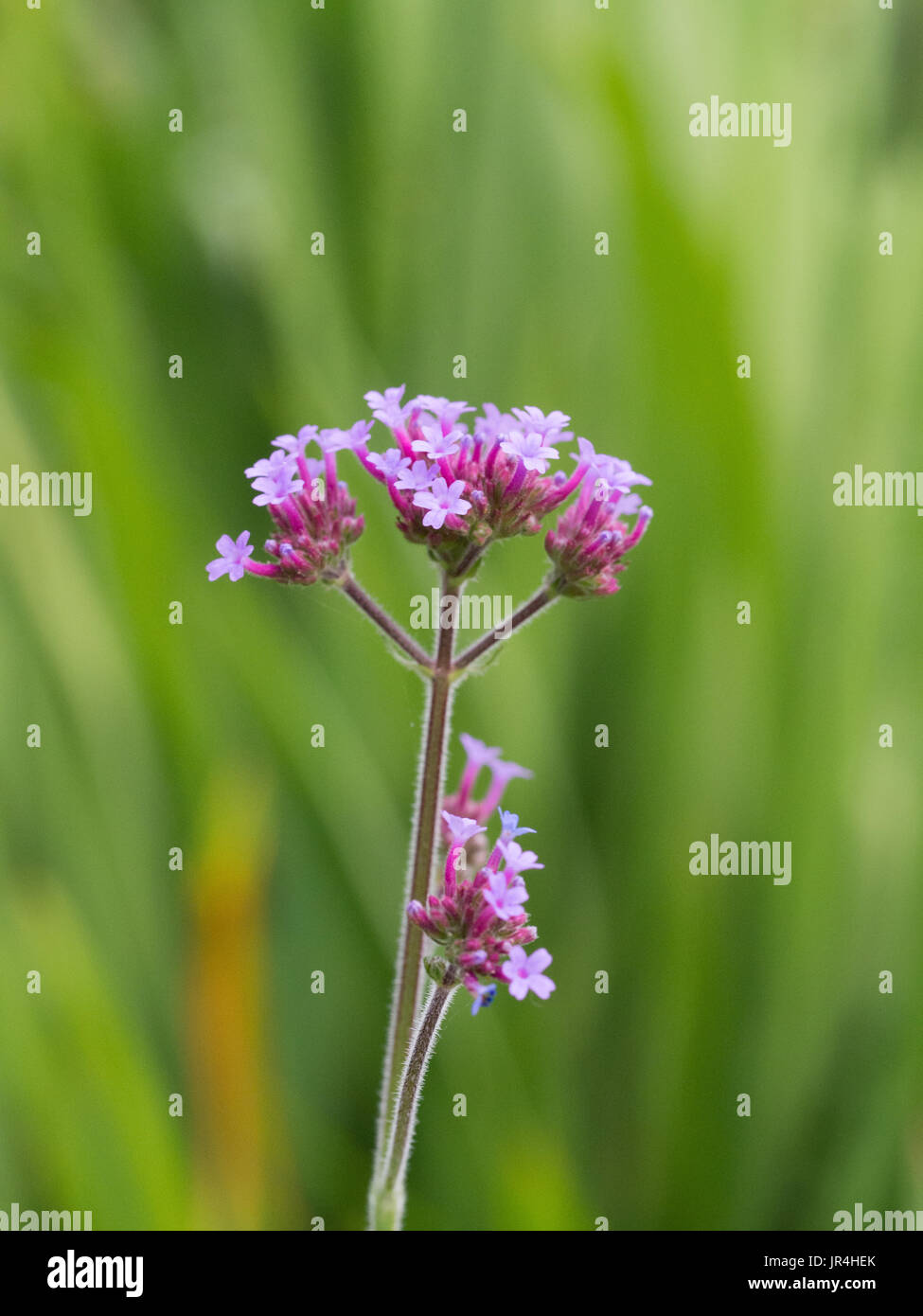 In prossimità di una testa di fiori di Verbena bonariensis Foto Stock