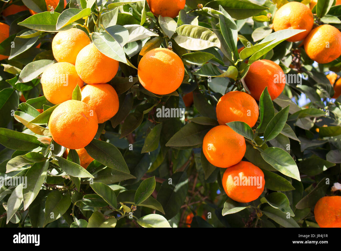 Frutti di colore arancione. Arancio con frutti. Bellissima pianta  mediterranea Foto stock - Alamy