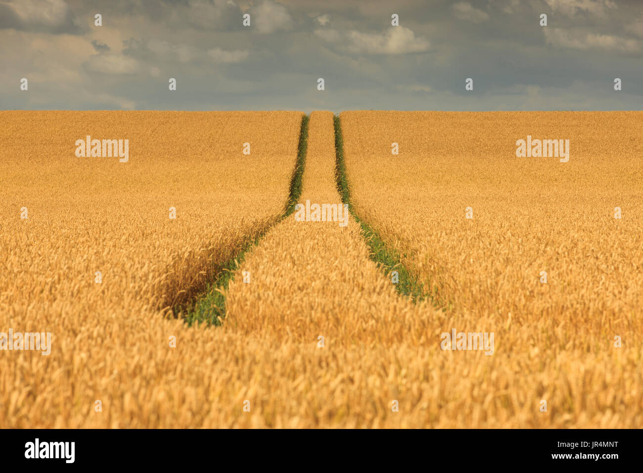Un campo di grano. Foto Stock