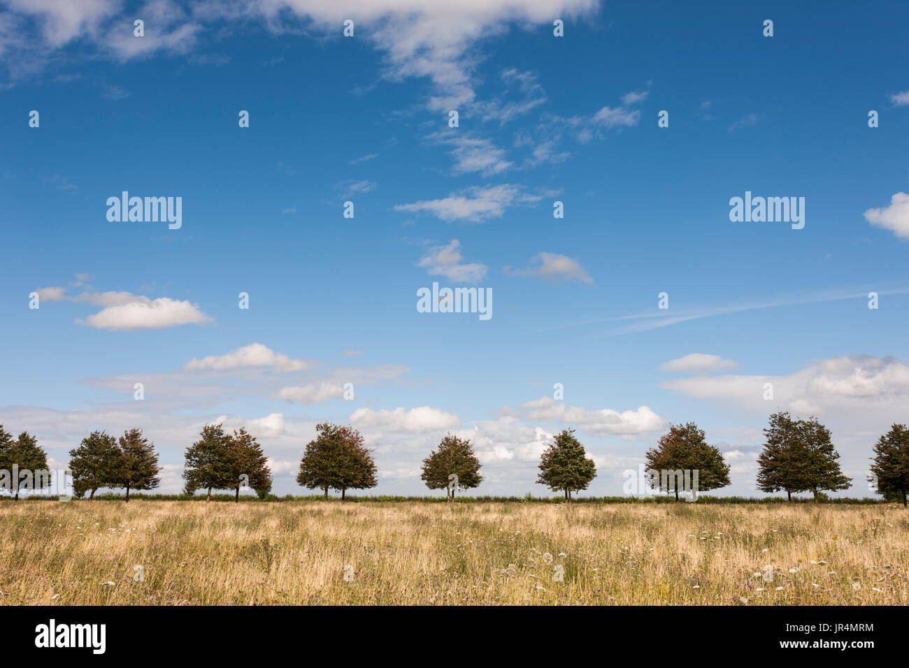 Una linea di alberi all'orizzonte. Foto Stock