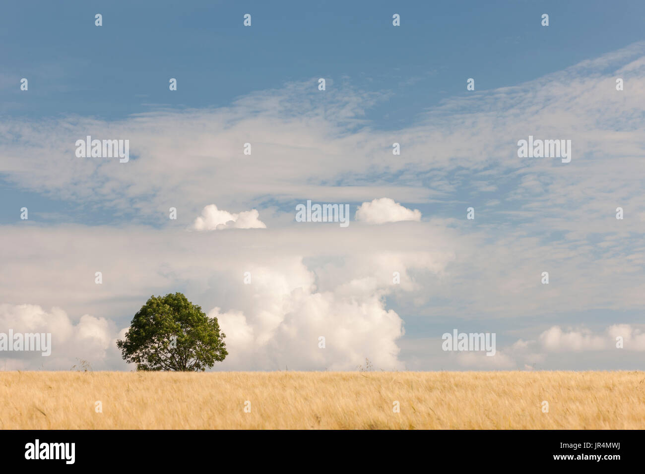 Un lone tree all'orizzonte. Foto Stock
