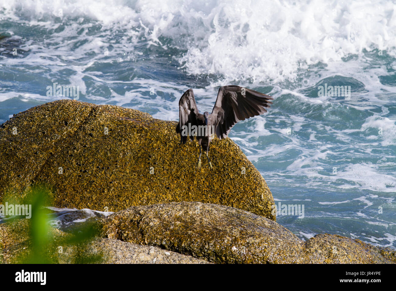 Pacific Reef Garzetta sulla roccia mare aisia beach Foto Stock