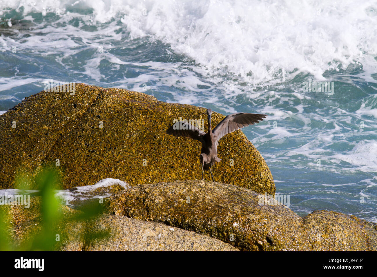 Pacific Reef Garzetta sulla roccia mare aisia beach Foto Stock