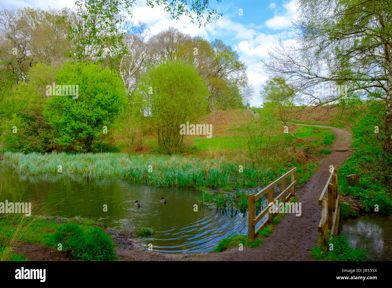 Ponte di legno di Ravine stagno in Wimbledon Common, Londra, Inghilterra, Regno Unito Foto Stock