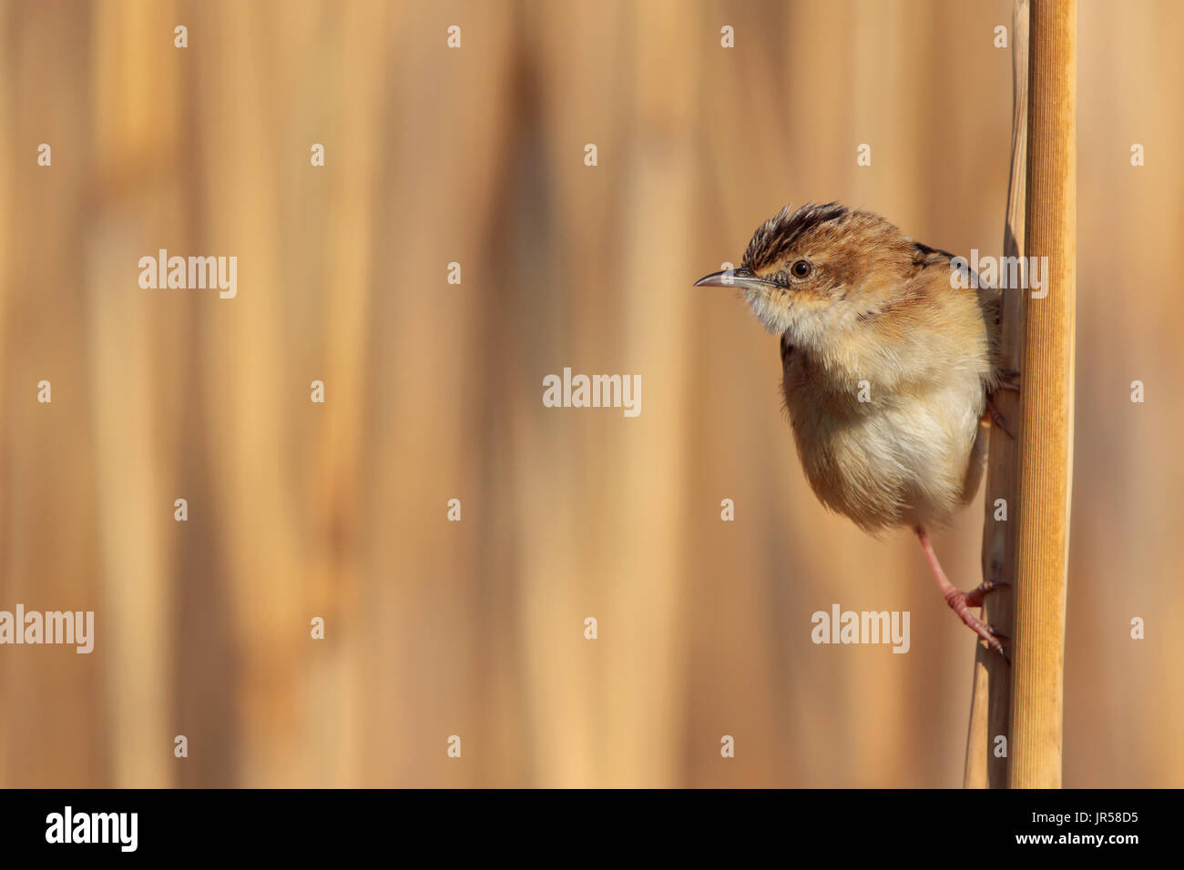 Il ciuffo di neve con le ali bianche (Montifringilla nivalis) è un piccolo uccello passerino che vive in montagna. È un passero piuttosto che un vero finch. Foto Stock
