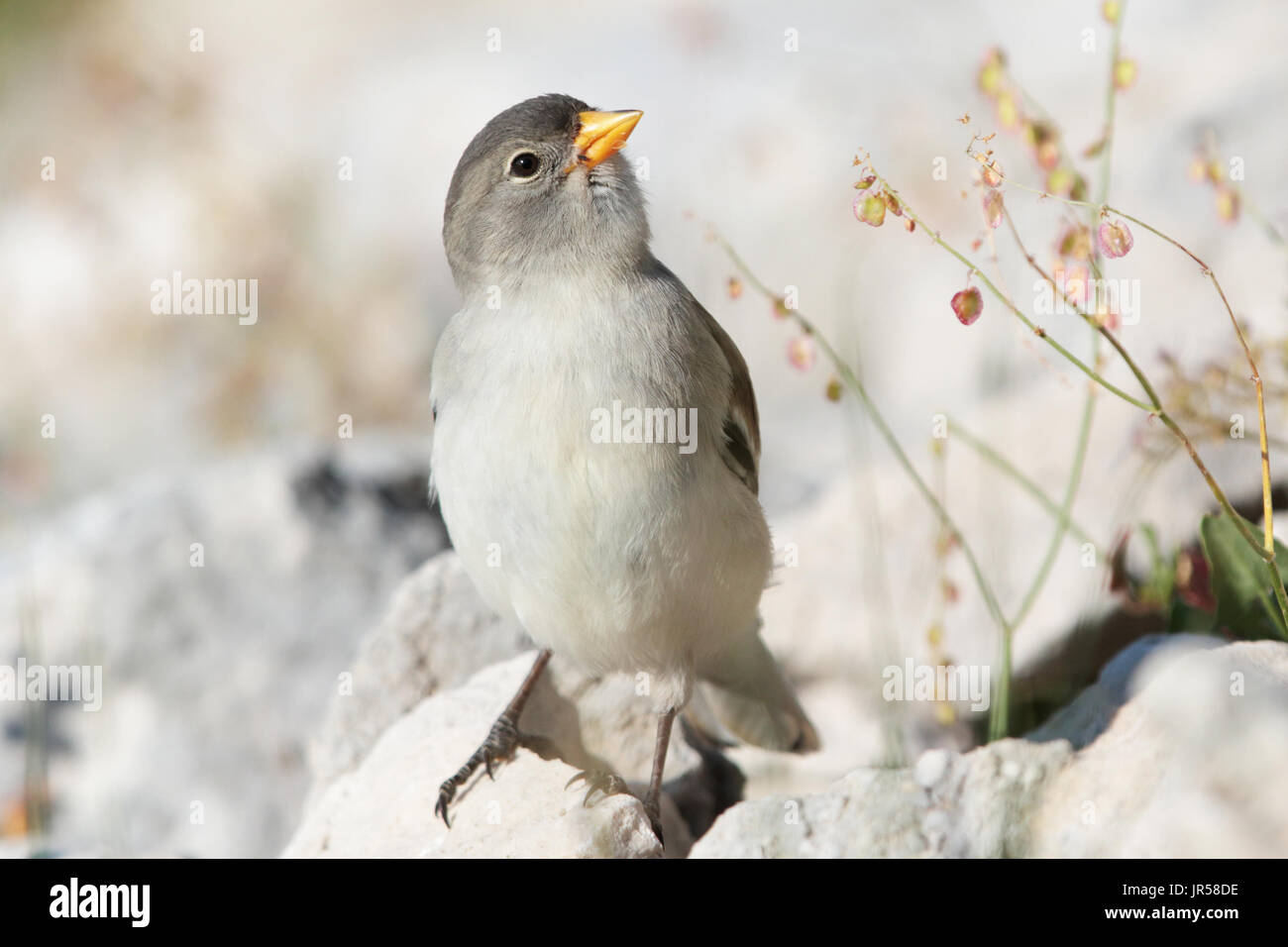 Il ciuffo di neve con le ali bianche (Montifringilla nivalis) è un piccolo uccello passerino che vive in montagna. È un passero piuttosto che un vero finch. Foto Stock