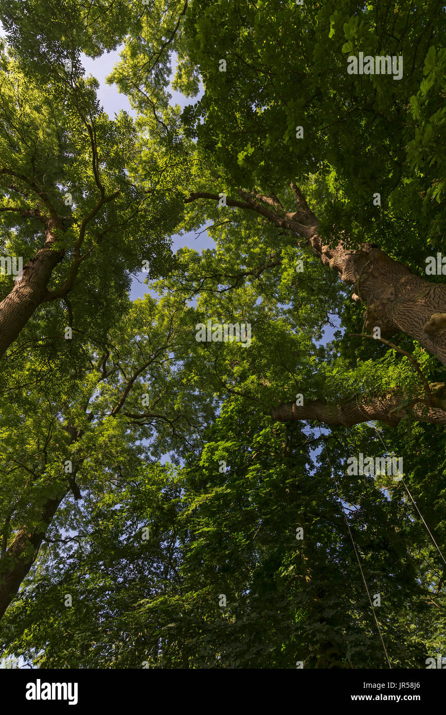 Grandi alberi di cenere (Fraxinus excelsior), rana prospettiva, Meclemburgo-Pomerania Occidentale, Germania Foto Stock