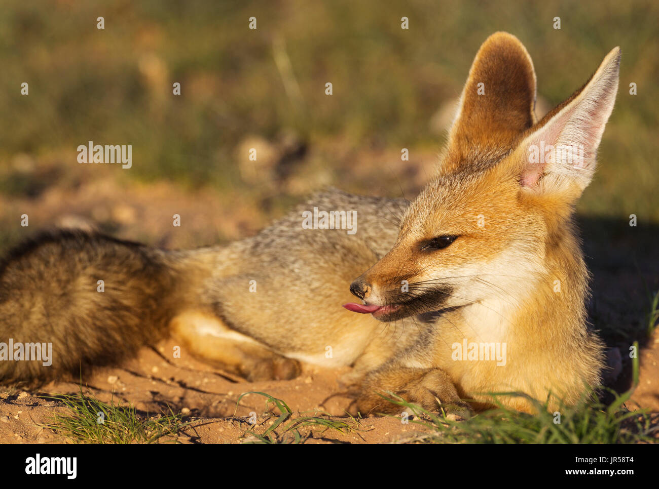 Capo volpe (Vulpes vulpes chama), appoggiata nella sua tana, sta per sbadiglio, Deserto Kalahari, Kgalagadi Parco transfrontaliero, Sud Africa Foto Stock