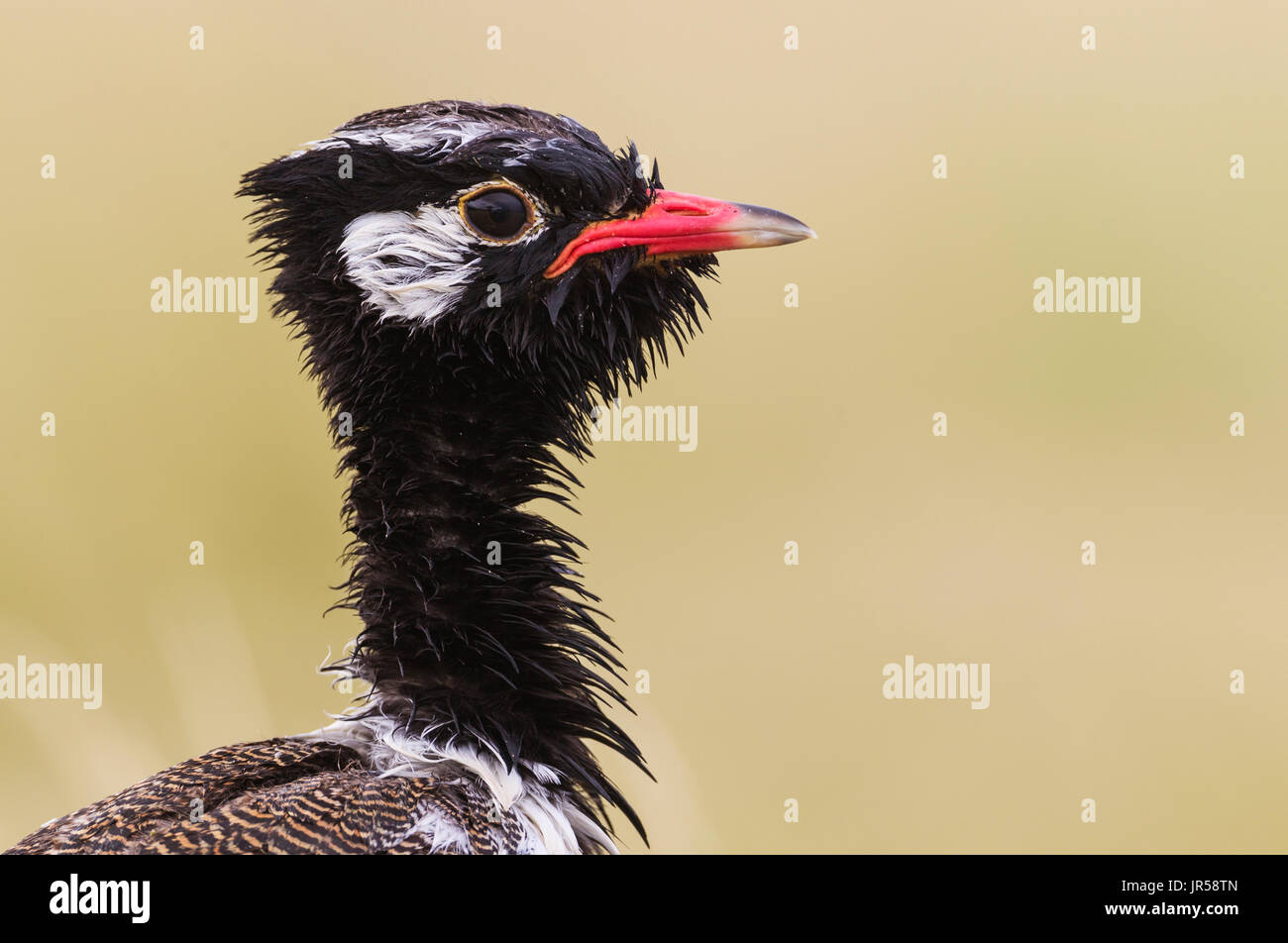 Nero nord Korhaan (Afrotis afraoides), chiamato anche bianco-quilled Bustard, maschio, Deserto Kalahari Foto Stock