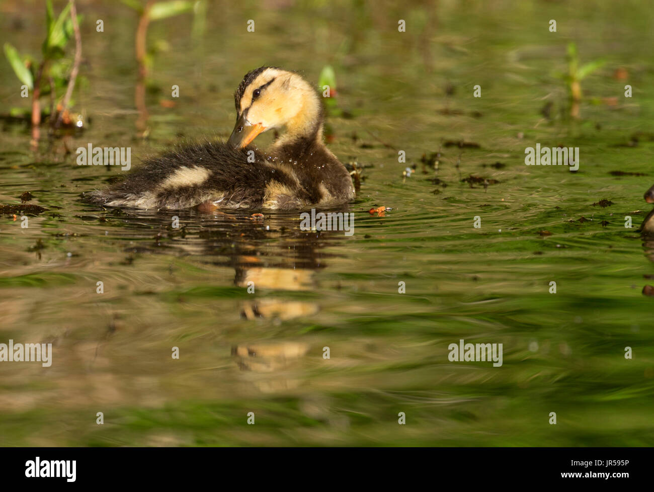 Mallard chick in Clear Lake, Willamette National Forest, Oregon Foto Stock