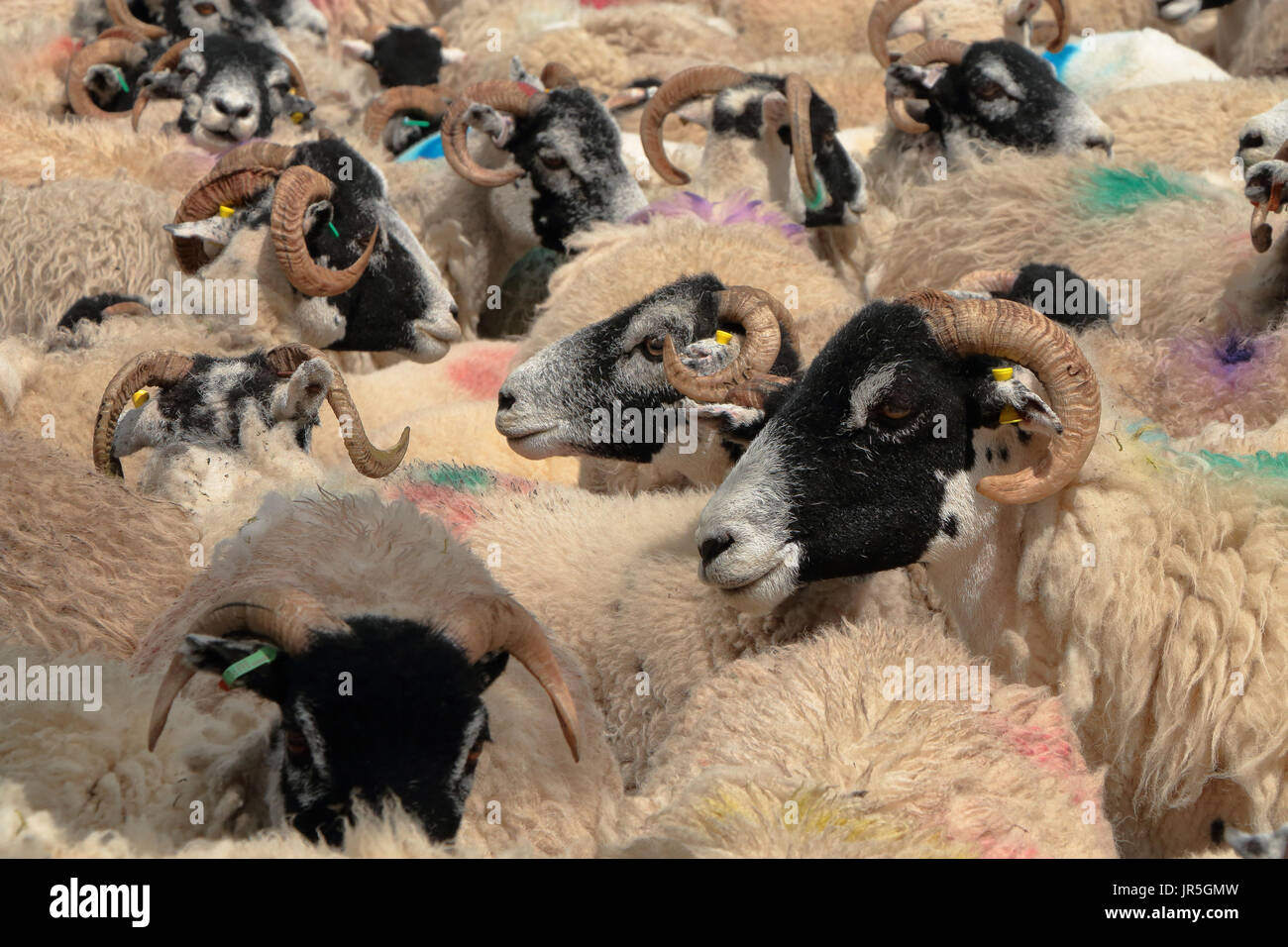 Un densly raggruppate gregge di pecore Swaledale mostra i tag all'orecchio, multi-colore di contrassegni di vernice e inciso corna Foto Stock