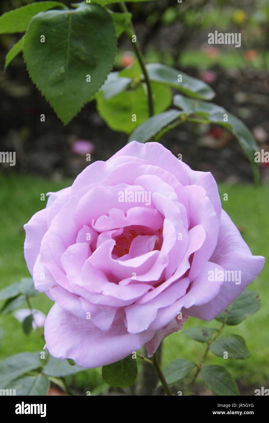 Rosa 'Blue Moon' (Tannacht), una profumata rosa di tè ibrido, fiorente in un giardino inglese confine in estate (giugno) Foto Stock