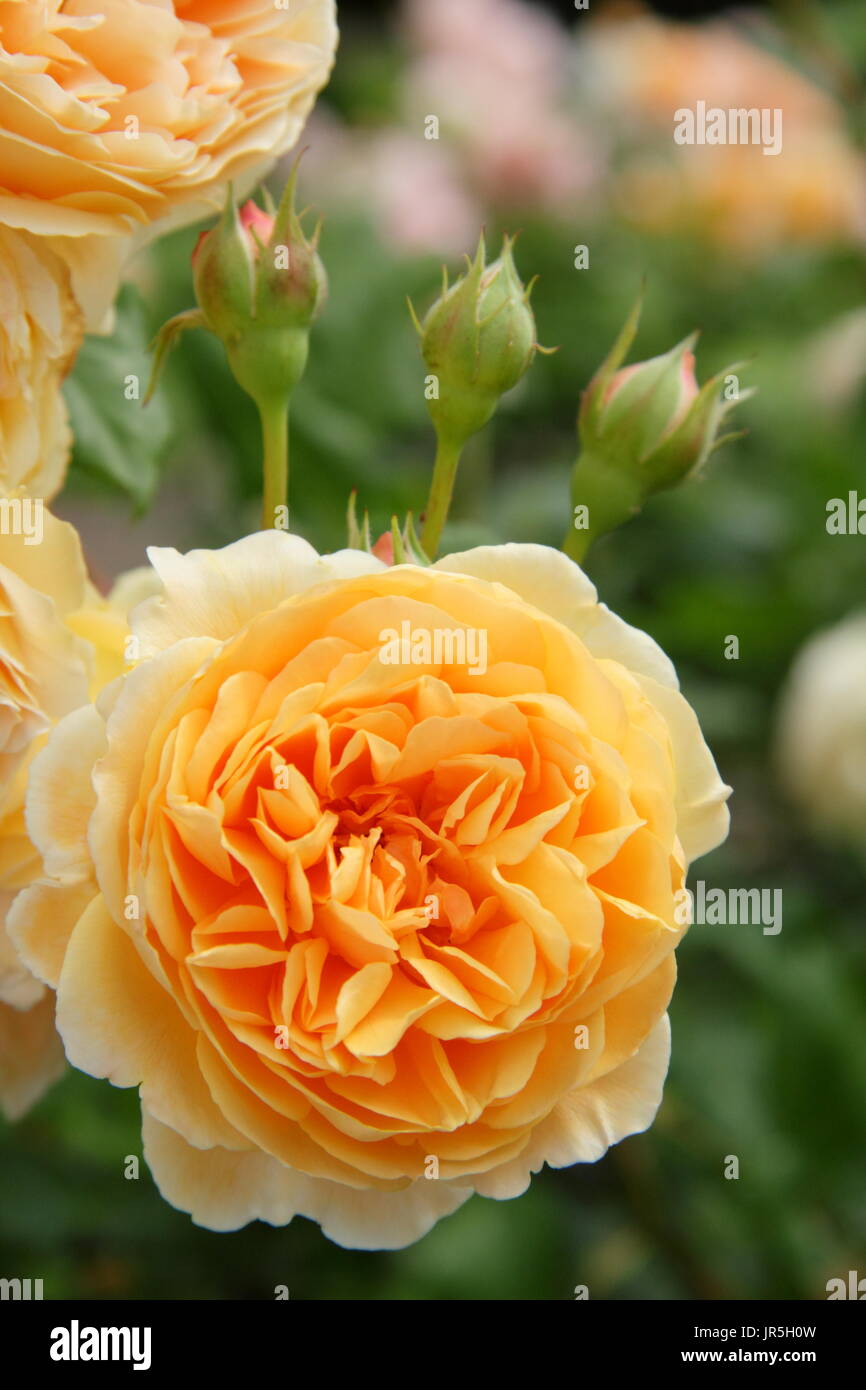 Rosa "Crown Princess Margareta', una scalata rosa Inglese allevati da David Austin, giardino inglese in estate Foto Stock