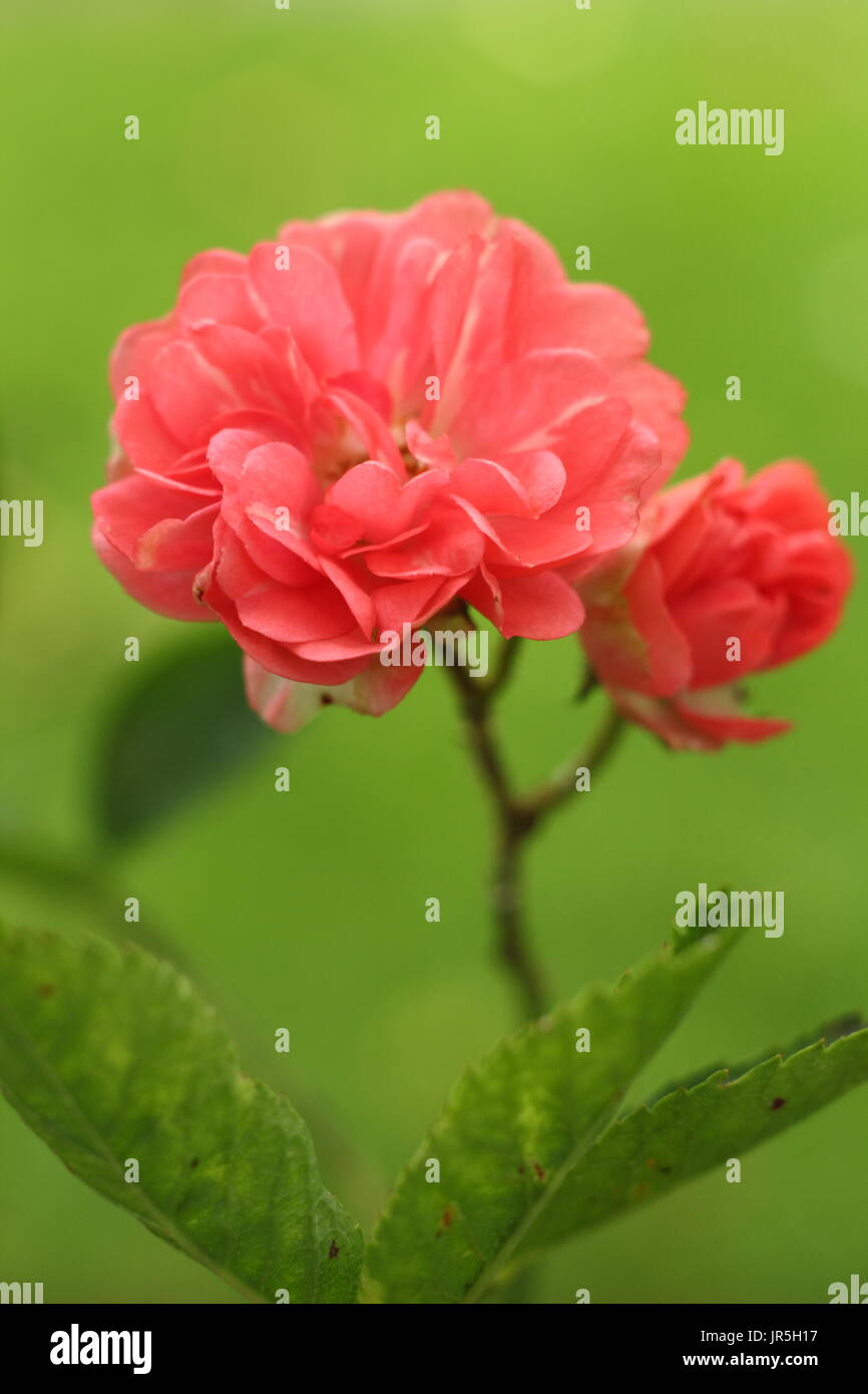 Rosa 'Little Dorrit', polyanthus Rosa nel giardino estivo di frontiera, REGNO UNITO Foto Stock