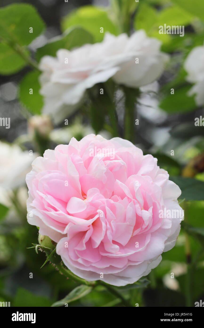 Rosa, Maiden arrossire dell', un arbusto profumato rosa, in piena fioritura in un giardino inglese confine in estate (giugno). Modulo Gas Anestetici Foto Stock