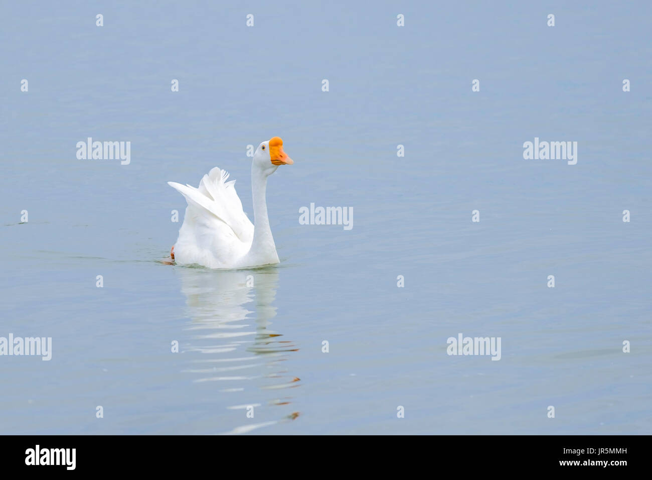 Un cinese bianca d'oca, Anser cygnoides, discende da un cigno selvatico Oche, nuota in un lago in Oklahoma, Stati Uniti d'America. Foto Stock