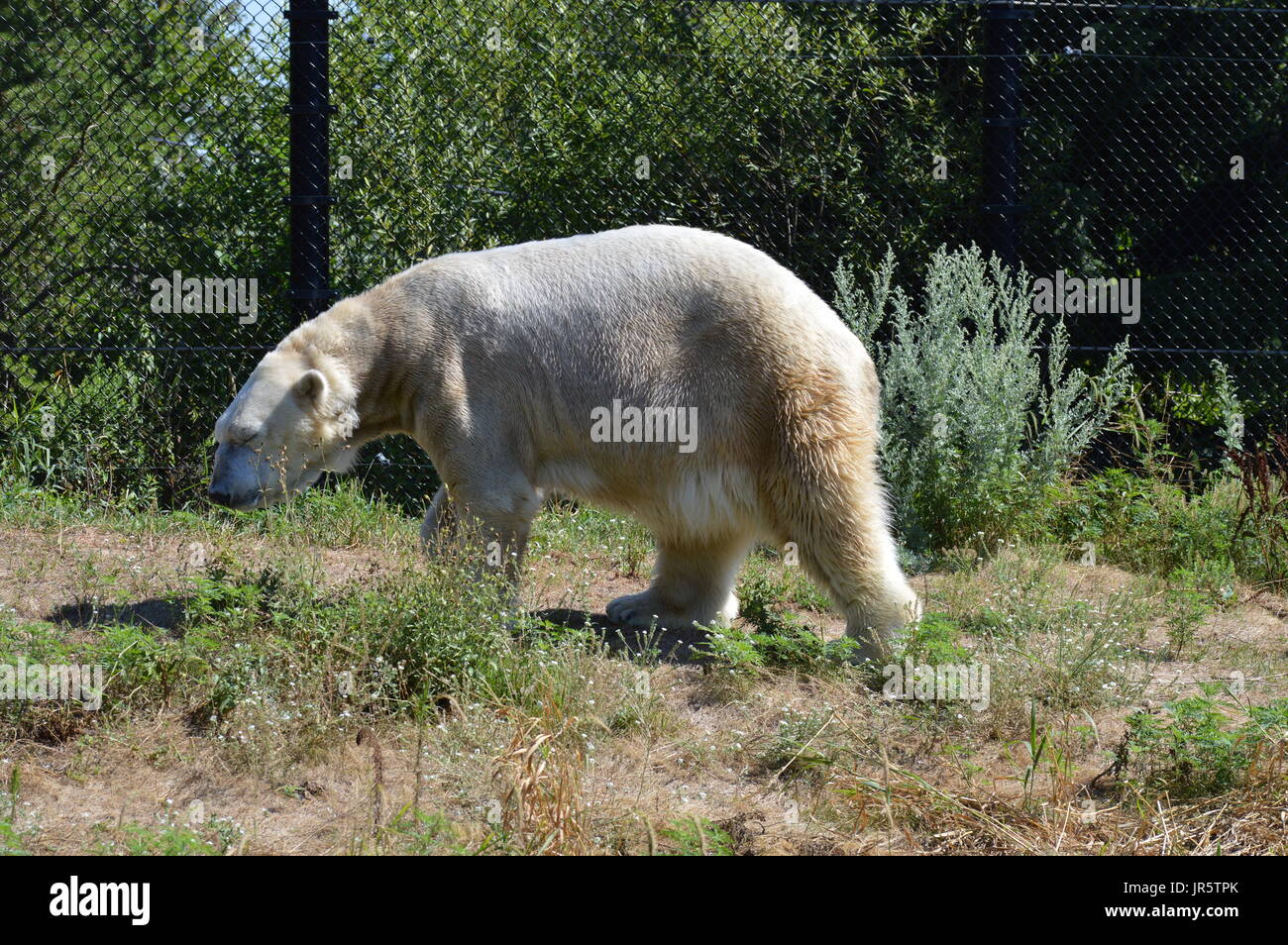 Orso polare all'aperto Foto Stock