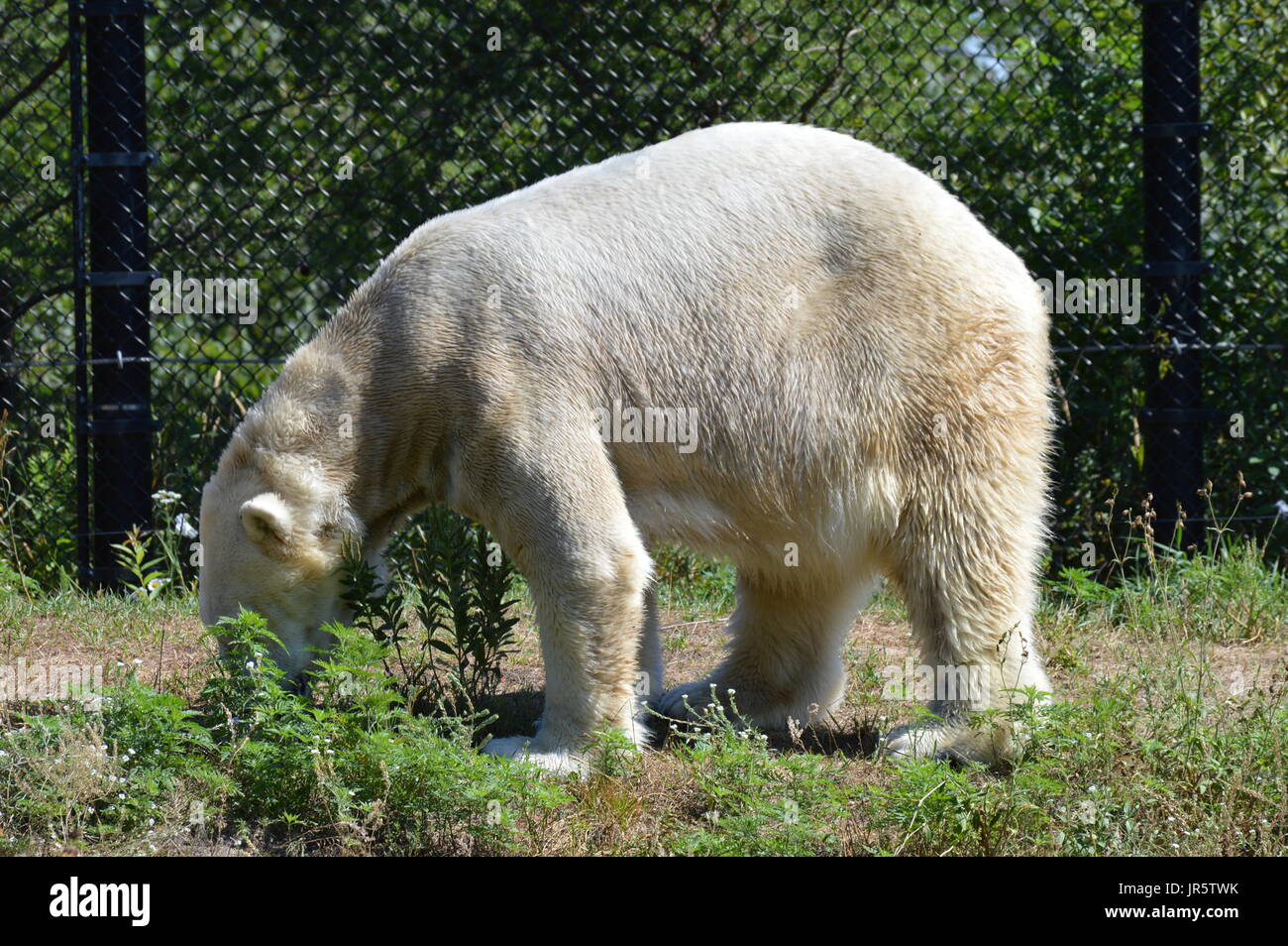 Orso polare all'aperto Foto Stock