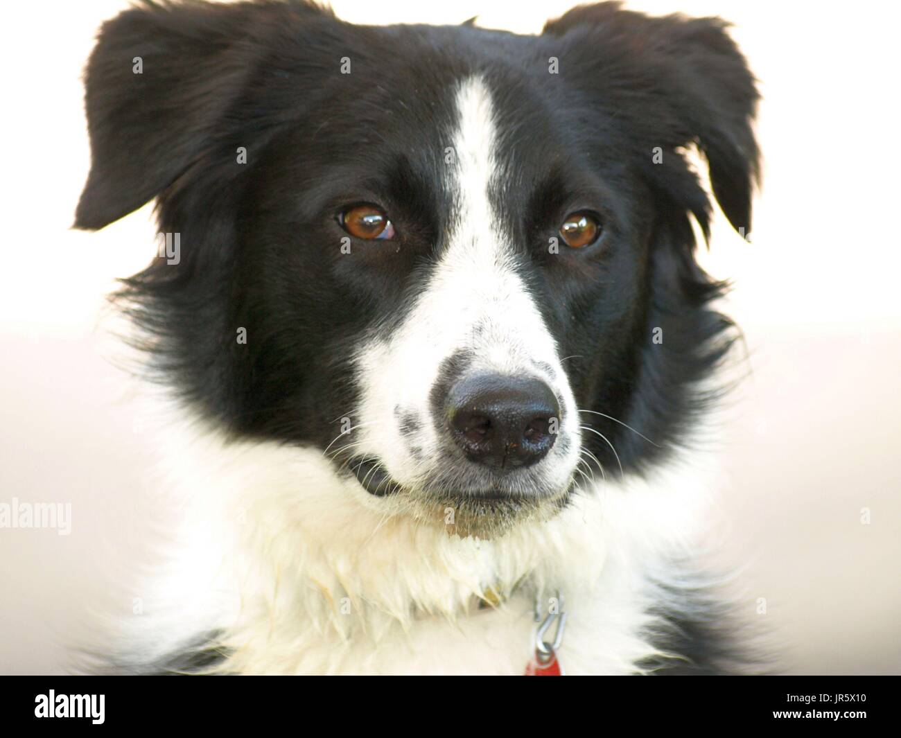 Bianco e nero Border Collie cane con occhi color ambra riprese ravvicinate Foto Stock