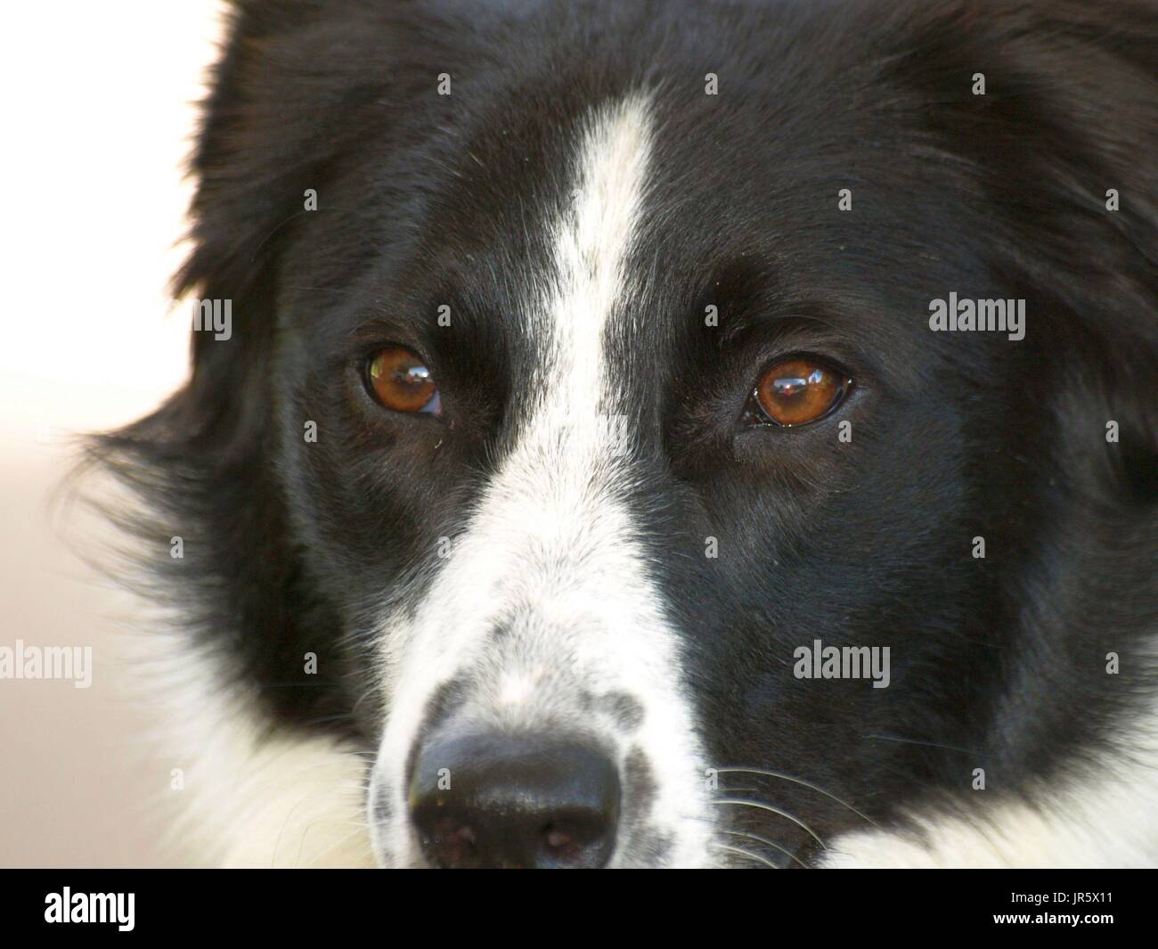 Bianco e nero Border Collie cane con occhi color ambra riprese ravvicinate Foto Stock