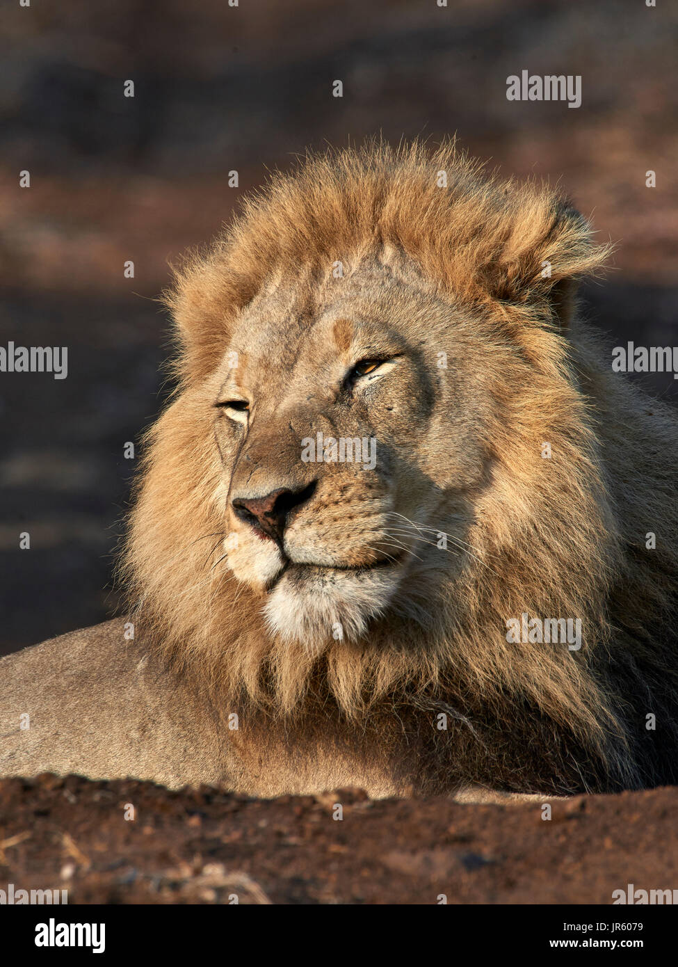 Lion (Panthera leo) - Grande maschio giacente sul terreno, ritratto Foto Stock
