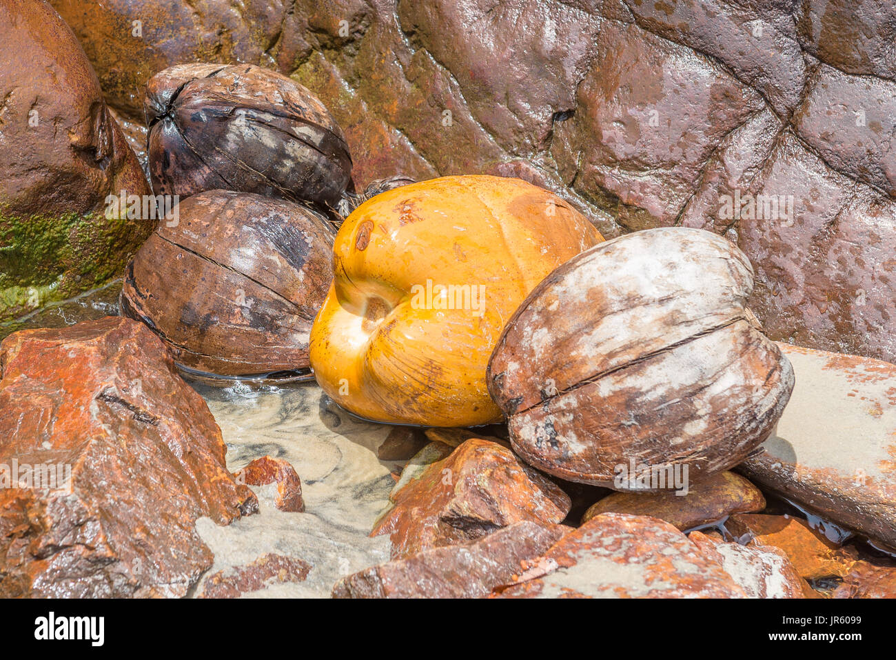 Abstract colpo di gusci di noce di cocco con diversi toni di marrone Foto Stock