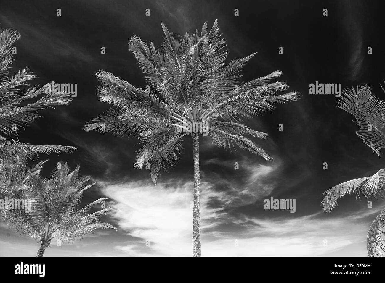 Coconut Palm tree vista in prospettiva dal fondo del pavimento a in alto Foto Stock