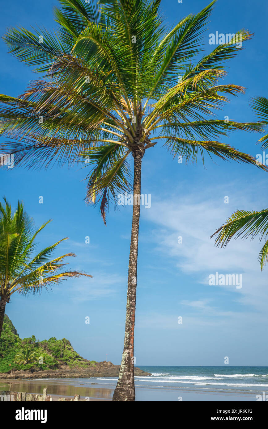 Spettacolare e suggestiva coconut Palm tree dal Itacare Bahia Brasile nord-est Foto Stock