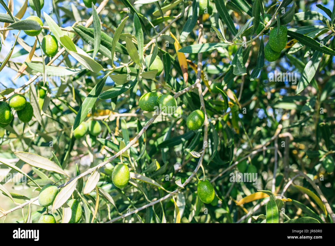 Albero di olivo in un parco Foto Stock