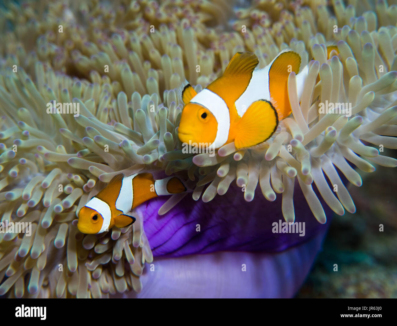 Nudibranchi Foto Stock