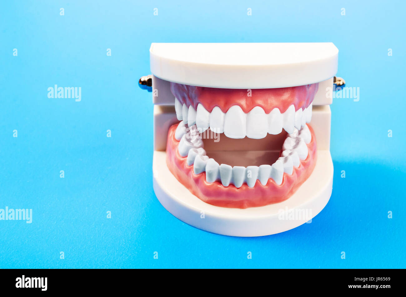 Plastica denti dentale modello di un set completo di denti umani Foto Stock