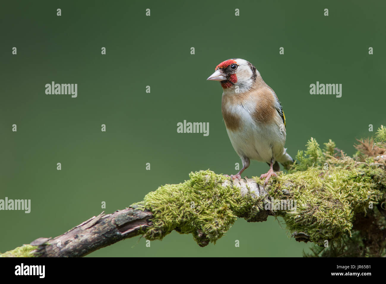 Un maschio di cardellino appollaiato su un muschio lichen coperto il ramo guardando a sinistra nel curioso posa di avviso Foto Stock