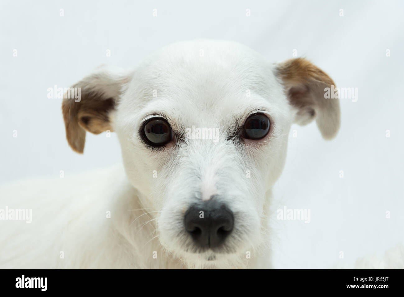 Carino tutto bianco jack russell su sfondo bianco Foto Stock
