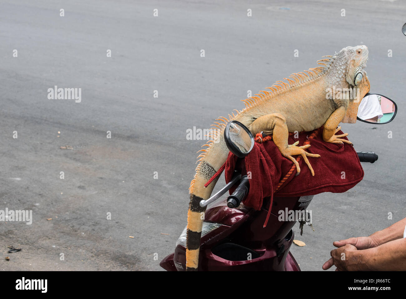 Iguana su una moto Foto Stock