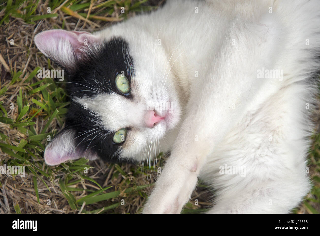 Close up di bianco e nero Gatto sdraiato sull'erba, guardando la fotocamera. Foto Stock