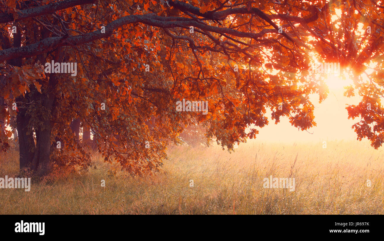 Sunny autunno scena. Il fogliame di colore rosso su alberi in presenza di luce solare. Sun illuminare gli alberi con foglie rosse al mattino. Misty autunno sunrise. Santificare il tempo backgro Foto Stock