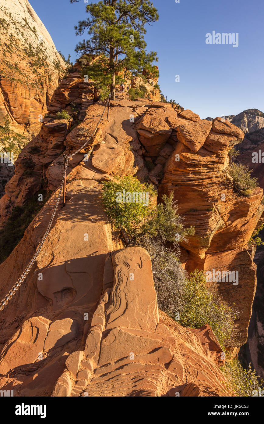 Angel's Landing Trail, Zion National Park, Utah, Stati Uniti Foto Stock