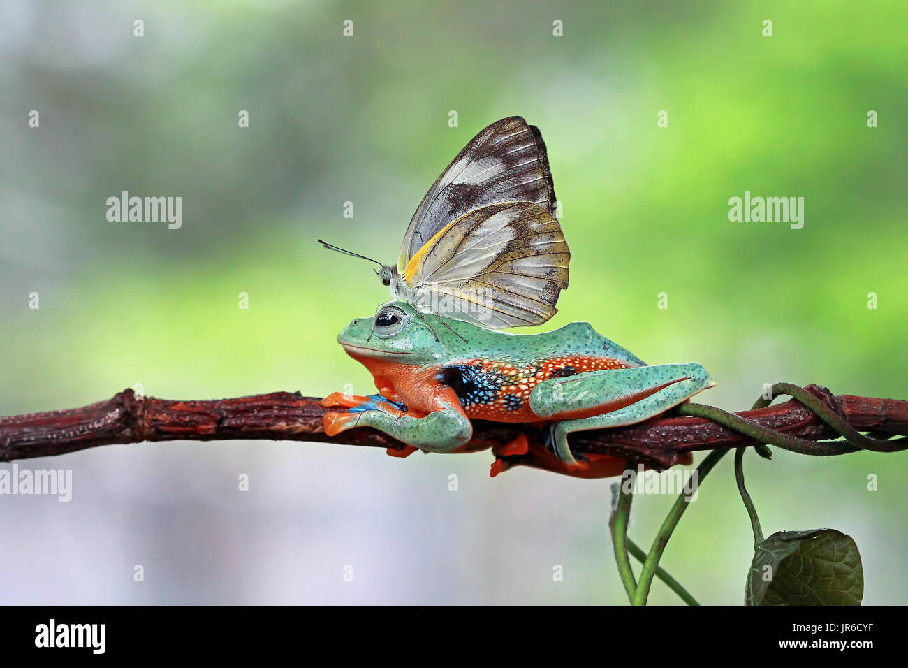 Farfalla posata su una raganella, Indonesia Foto Stock
