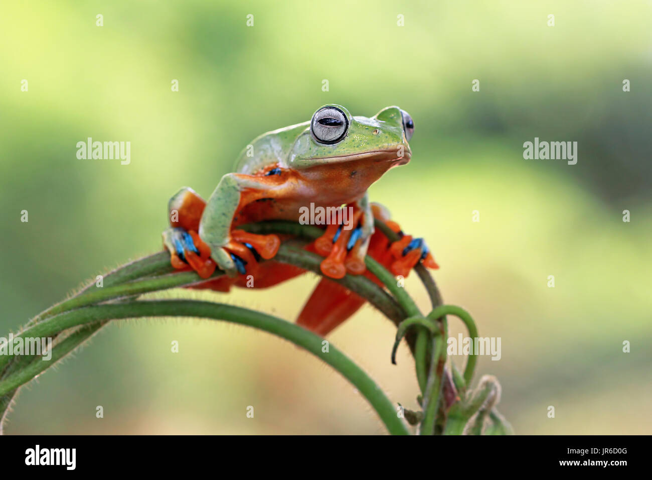 Flying Frog su un impianto, Indonesia Foto Stock