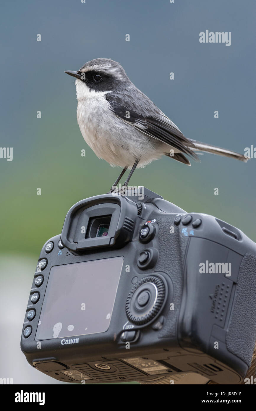 Femmina grigio bushchat su una fotocamera canon (Saxicola ferreus) a Uttarakhand, India Foto Stock