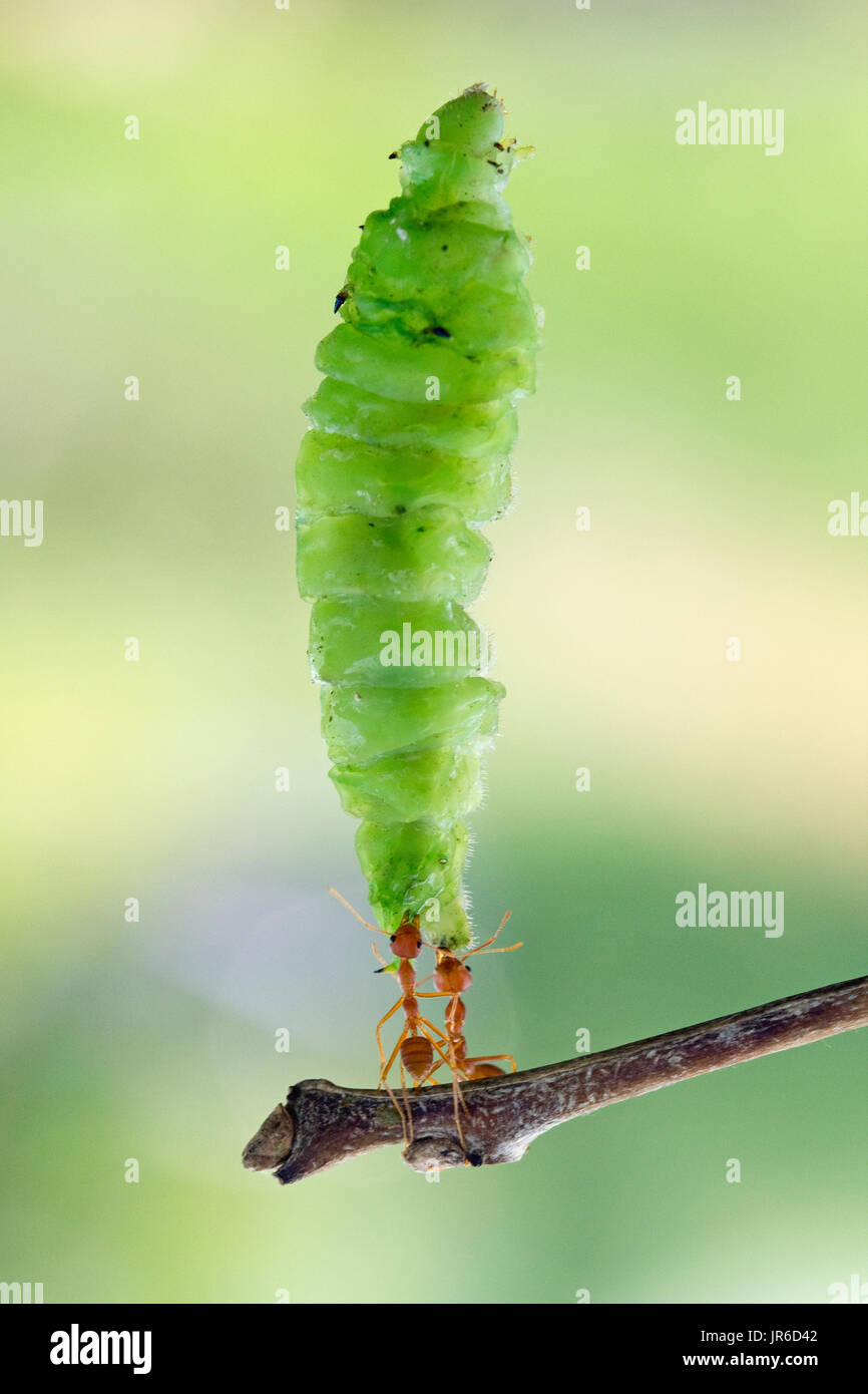 Due le formiche che trasportano un caterpillar, Indonesia Foto Stock