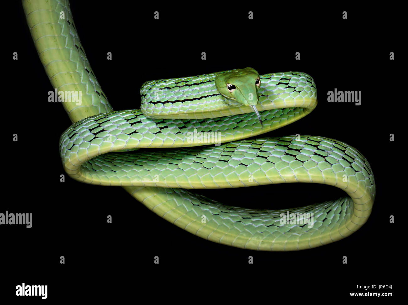 Oriental frusta snake (Ahaetulla prasina), Koh Tao, Thailandia Foto Stock