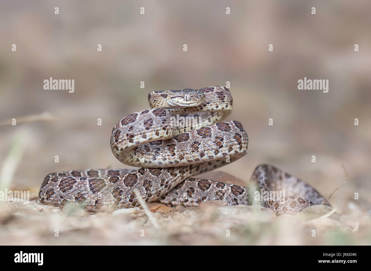 Many-Spotted Cat Snake (Boiga multomaculata), Kaeng Krachan, Thailandia Foto Stock