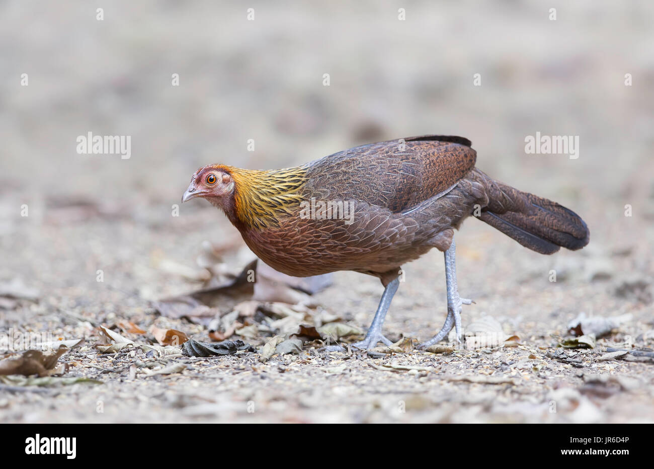 Wild femmina rosso Jungle Fowl (Gallus gallus), Kaeng Krachan, Thailandia Foto Stock