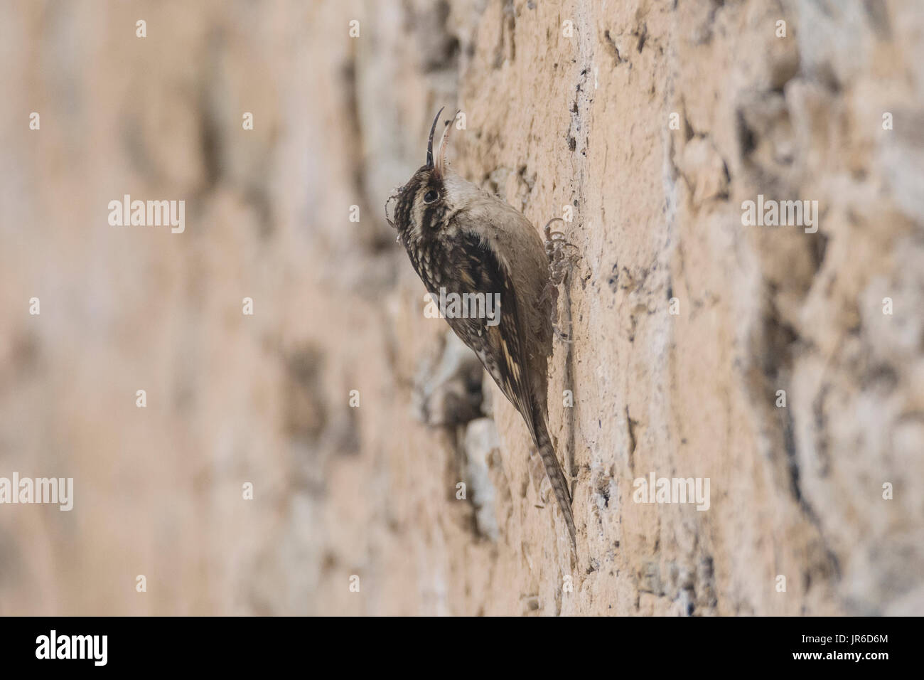 treecreeper con coda di bar (Certhia himalayana), o il treecreeper Himalayano a Uttarakhand, India Foto Stock